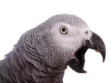 Avian Excessive Vocalization